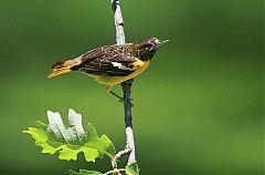 Baltimore Oriole